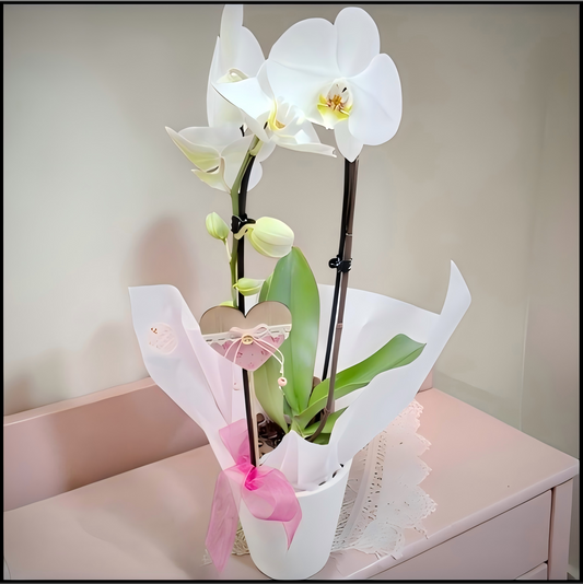 White Elegance Orchid